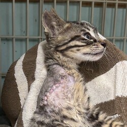 ７月６日パニャリンピックミニー障害猫さんの譲渡会 サムネイル2