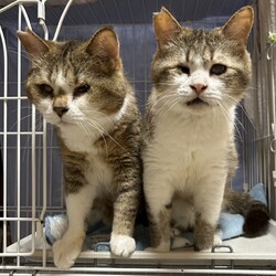 ７月６日パニャリンピックミニー障害猫さんの譲渡会 サムネイル3