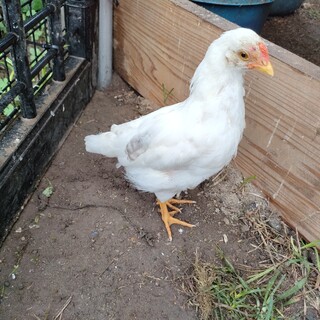 アローカナ(ごめんなさい募集を一時停止します)