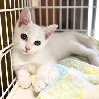 クリクリおめめの はちみつちゃん