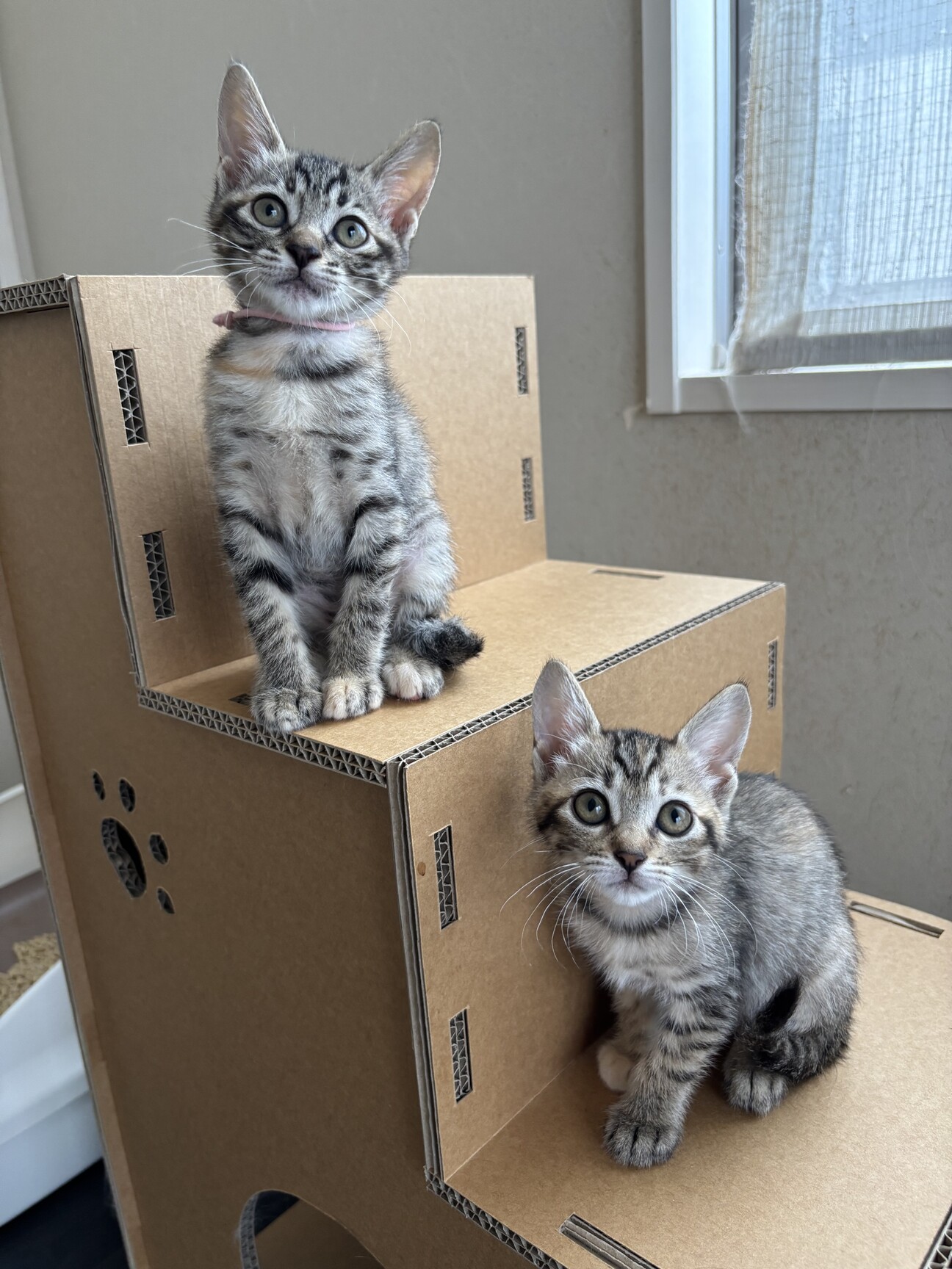 5匹の子ねこ 5匹の赤ちゃん猫たちが成長した結果…『100日後の姿』が尊すぎる