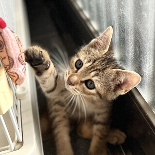 麦わら色で可愛いおめめの めーぷるちゃん