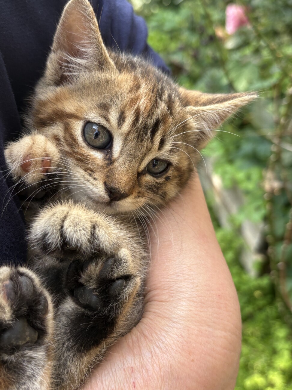 キジトラメス①