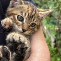 キジトラメス①