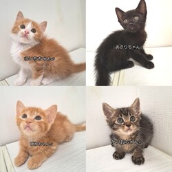 とだニャン保護猫譲渡会 サムネイル2