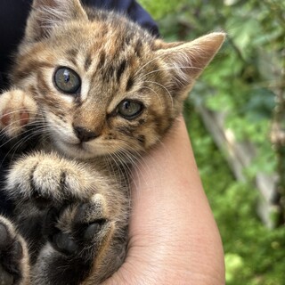 外猫ちゃんの赤ちゃん