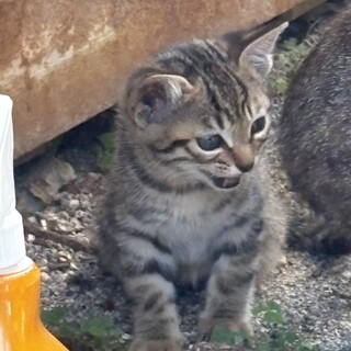 外猫ちゃんの赤ちゃん
