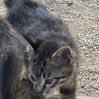 外猫の赤ちゃん