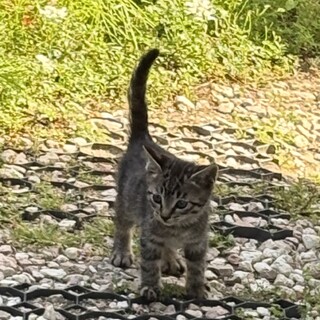 外猫ちゃんの赤ちゃん