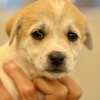 25-W146 大人しい」滋賀県 - 犬の里親募集(518592) :: ペット