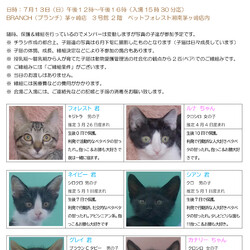 BRANCHE 甘ったれっ子猫達の譲渡会㏌茅ヶ崎【2025年 第２回】