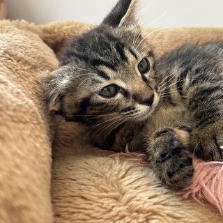 甘えん坊の美猫な輝来（きら）ちゃん