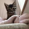 甘えん坊の美猫な輝来（きら）ちゃん サムネイル2