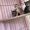 甘えん坊の美猫な輝来（きら）ちゃん サムネイル3