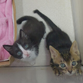 ベタベタの甘ったれ。グレイ君＆カナリーちゃん