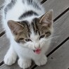 子猫の里親募集です。 サムネイル2