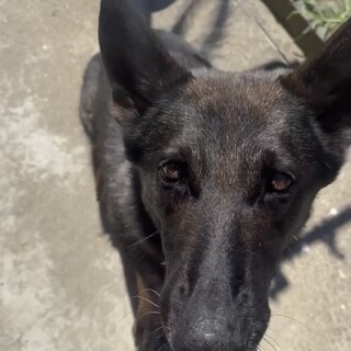 甘えん坊のシェパード7-8歳の子の里親さん募集