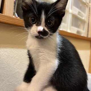 里親決定。ママ猫が育てた兄妹
