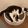 コリー