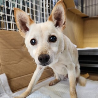 柴犬とチワワのMIX犬里親募集