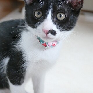 ハチワレの2ヵ月兄妹