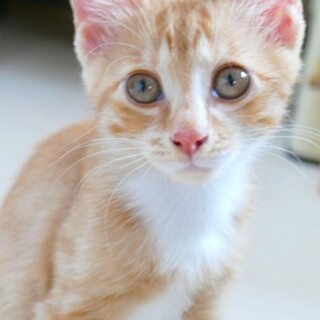 すもも2ヶ月の女の子