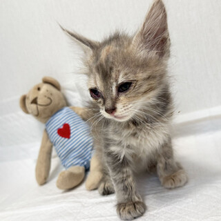 【ちょいフワ珍しい毛色】お転婆カワイイ！