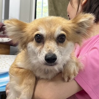柴犬とチワワのMIX犬里親募集