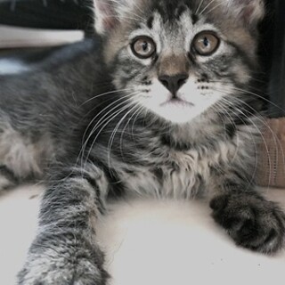 2ヵ月の長毛の女の子ちょこれーと