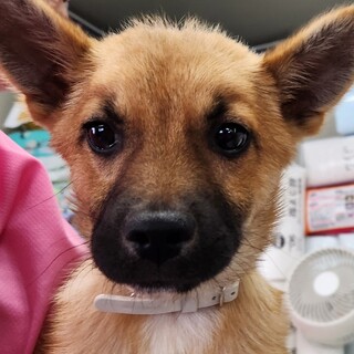 柴犬とチワワのMIX犬里親募集