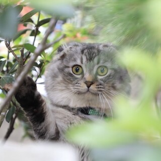 人懐っこいスコの男の子！テレビに出演しました！