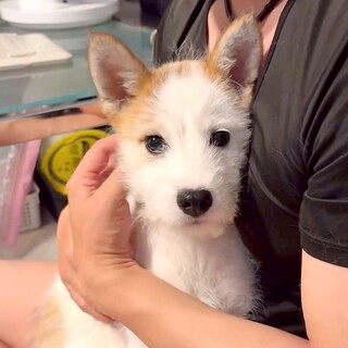子犬ちゃんの家族を探しています