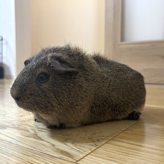 我が家で産まれたモルモット(オス)