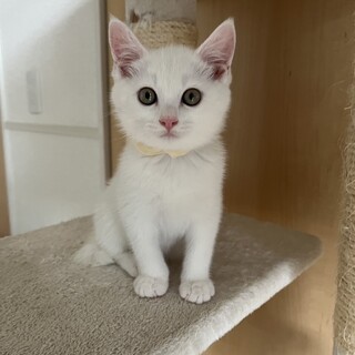 1匹でも可！真っ白美猫、なつ、男の子、2ヶ月