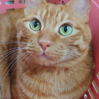 茶トラの引き取り募集