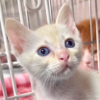 青い瞳と薄茶授乳から育てた超甘えん坊タロ君