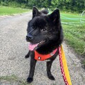 元気いっぱい。明るく、人好きな甲斐犬9ヶ月！！