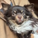 美形で懐っこく元気いっぱい　1歳のチワワ男子