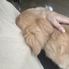 ゴルレトママ