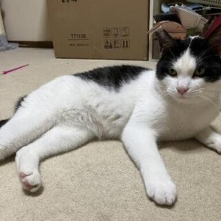 飼い主さんご病気により再度家族募集です！