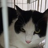 飼い主さんご病気により再度家族募集です！ サムネイル5