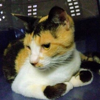 人見知りですが活発な女の子です