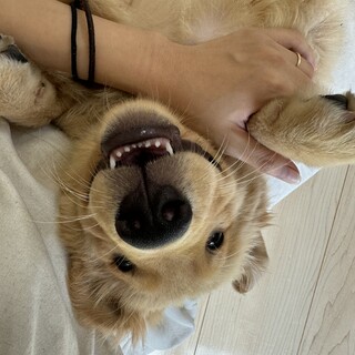 ゴールデンレトリバー男の子1歳