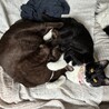 あんこ