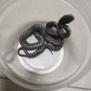 【昨年生まれ】約60cmのアオダイショウヘビー