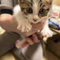キジ白　可愛いヤンチャな男の子　2ヶ月