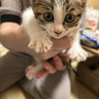 キジ白　可愛いヤンチャな男の子　2ヶ月