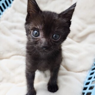 奇跡の黒猫超美人甘えん坊女子約1ヶ月