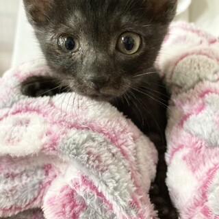 ムードメーカー陽キャ1ヶ月半スモークタビ