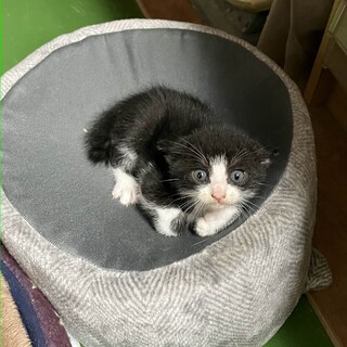 元気な2か月位のハチワレです。